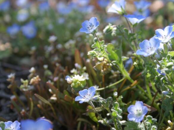 8 Favorites: Blue Flowers for the Garden