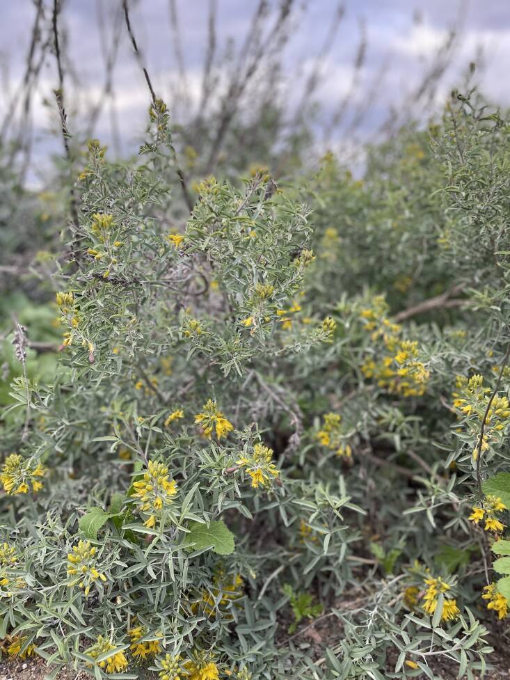  Above: Yellow-blooming bladderpod accompanies the flower stalks of white sage (Salvia apiana). Photograph by Jen Toy.