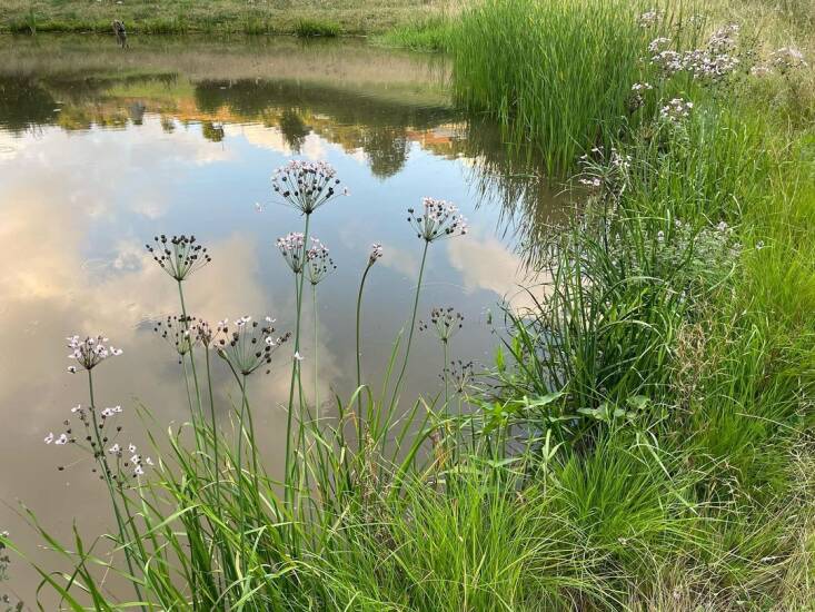 Butomus umbellatus. Photograph via @coyotewillow.