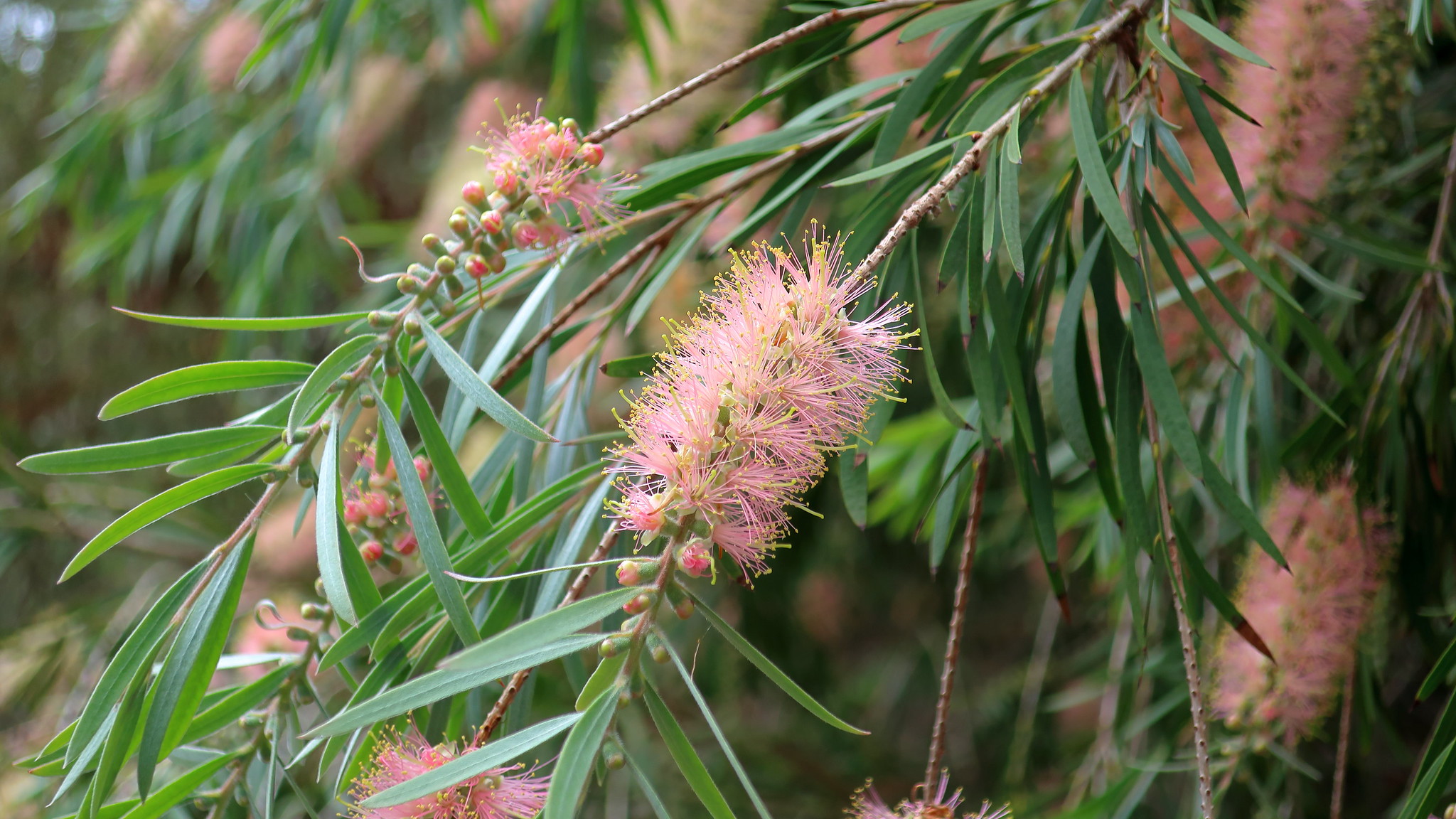 Best Australian Flowers to Plant in the US: Here Are Our Favorites to Try