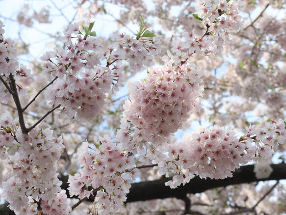 Airy, Ethereal Cherry Blossoms: Catch Them While You Can