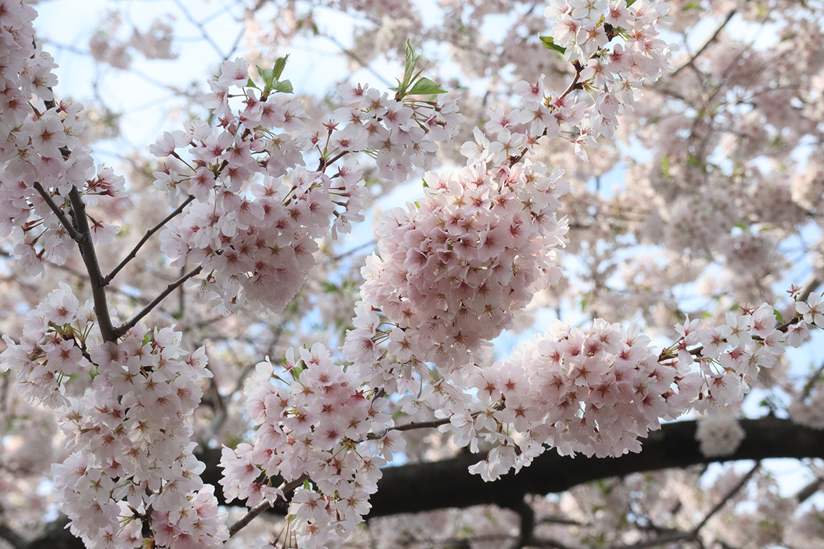Cherry Blossoms Are Edible Easy Spring Recipes Using the Flower