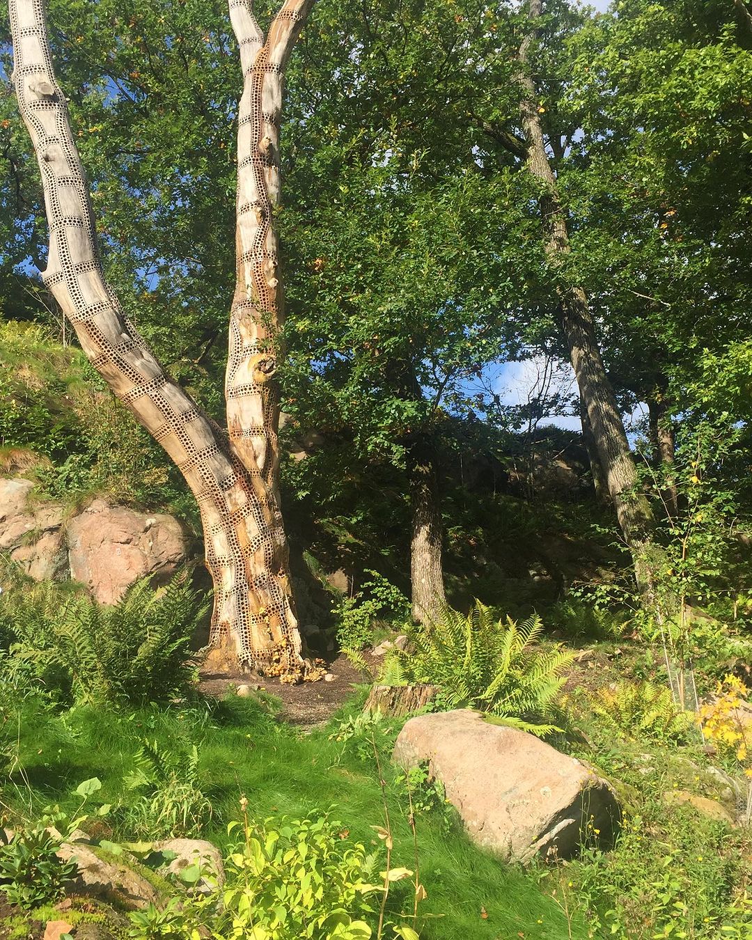 Snags in the Garden: A Garden Trend that Lets Dead Trees Stand