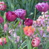 Gardener's Dilemma: To Tulip or Not to Tulip