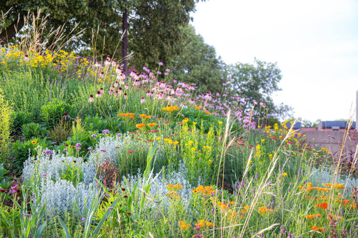On this steep, 45-degree slope at the Blank Performing Arts Center on the campus of Simpson College, Norris created a floriferous meadow with silvery Louisiana sage, which is kept in check by heavy soil, orange butterfly weed, pale purple coneflower, and yellow Coreopsis palmata, as shown in its June bloom.” Photograph by Kelly D. Norris.