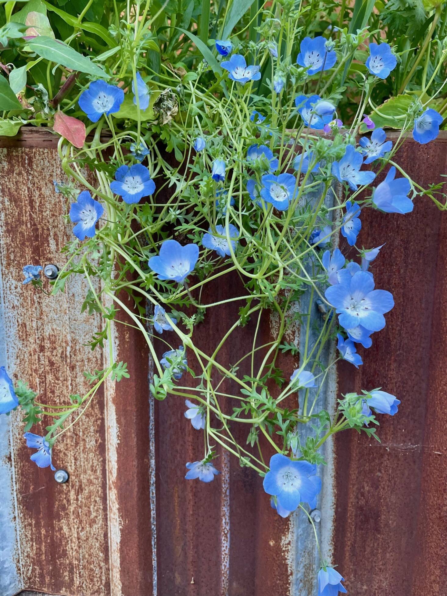 Best Blue Flowers to Grow in the Garden: My Favorite Blue Perennials ...