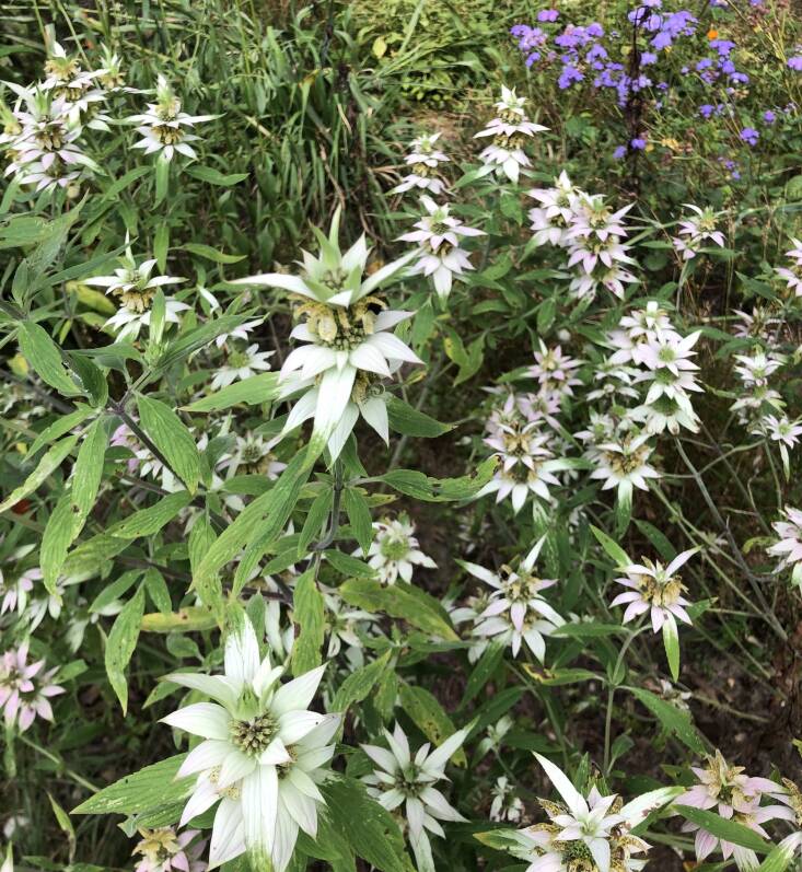 Edwina can&#8217;t get enough of spotted beebalm (Monarda punctata). Photograph by Edwina von Gal.