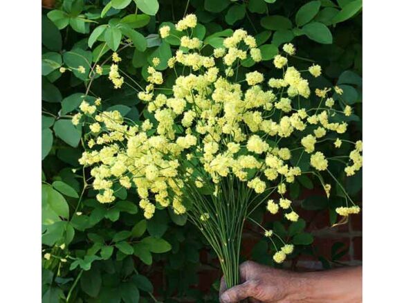 Ella Nelson’s Yellow’ Buckwheat