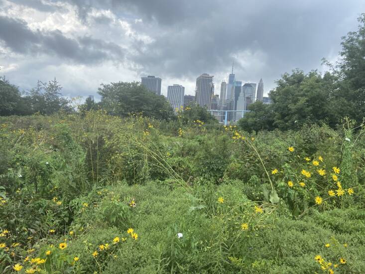 The native flower meadow at pier 6 explodes with blooms and pollinators from spring through fall. It’s planted with milkweed, Joe Pye weed, swamp rose mallow, false sunflowers, among other native beauties.