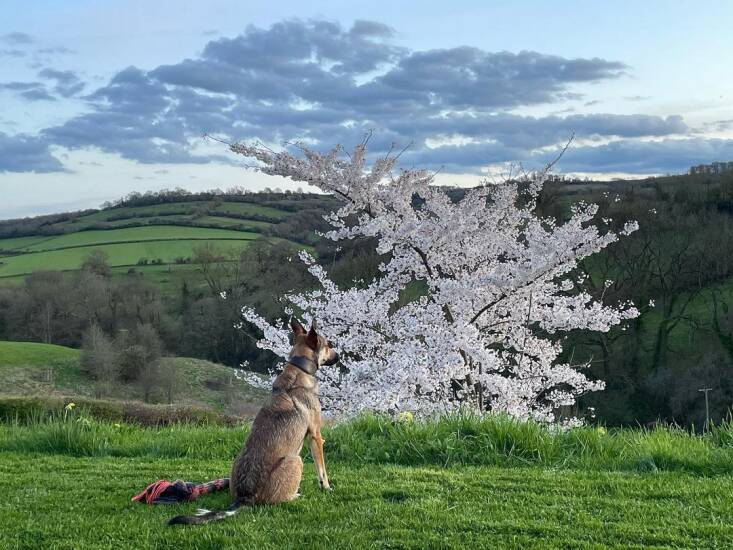 One of Dan&#8\2\17;s dogs admiring his Yoshino cherry tree (Prunus x yedoensis). Photograph via @coyotewillow.