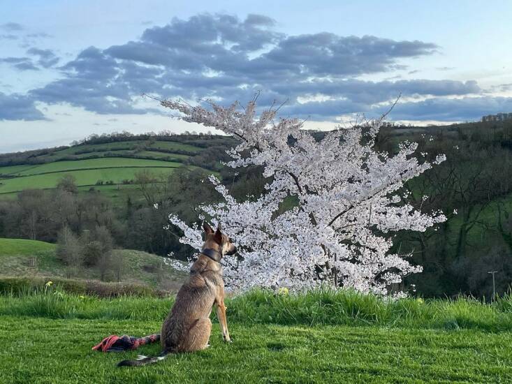 One of Dan\2\17;s dogs admiring his Yoshino cherry tree (Prunus x yedoensis). Photograph via @coyotewillow.