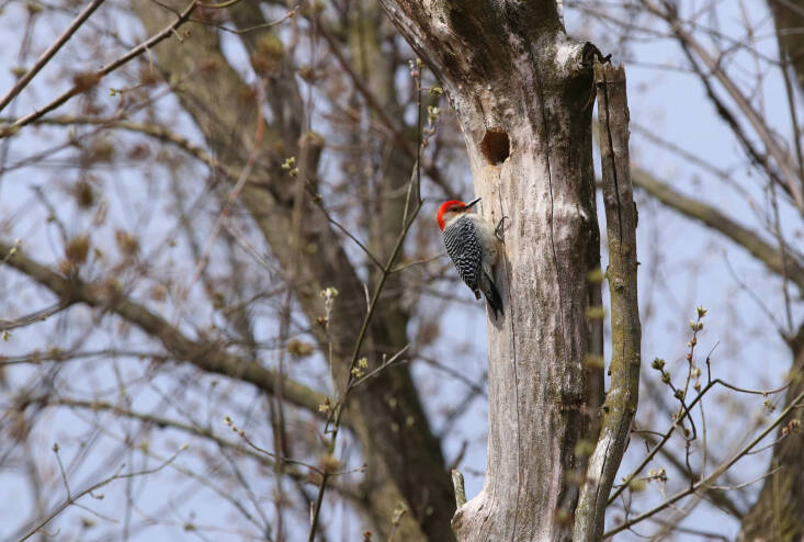 A red-bellied woodpecker on a snag. Photograph by Emily Mills via Flickr.