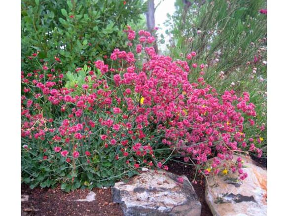 Eriogonum grande rubescens Red Buckwheat