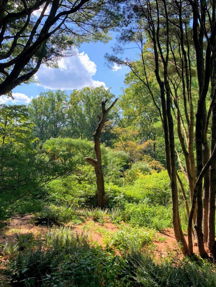 Caption: A sculptural snag at the Mount Cuba Center. Photograph by Heather Evans.