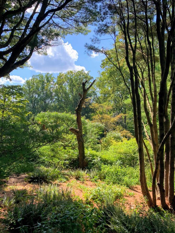  Caption: A sculptural snag at the Mount Cuba Center. Photograph by Heather Evans.