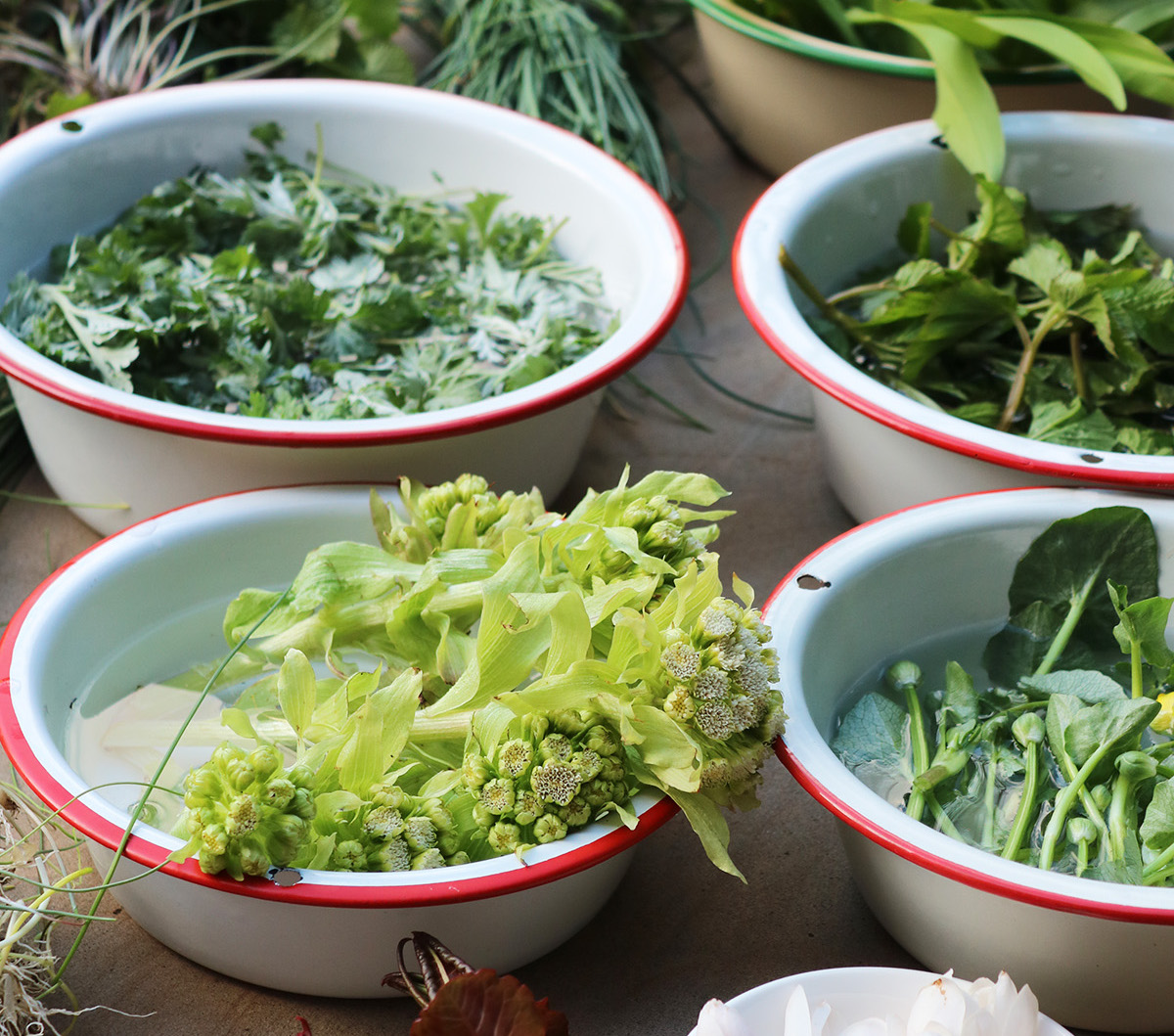Edible Weeds Are Vegetables in Disguise: Here are 24 Spring Weeds to Eat