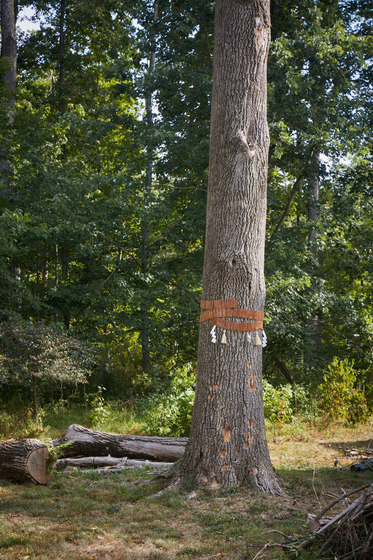 Wong’s snag is decorated with tassels and the markings of woodpeckers. Photograph by Ngoc Minh Ngo.