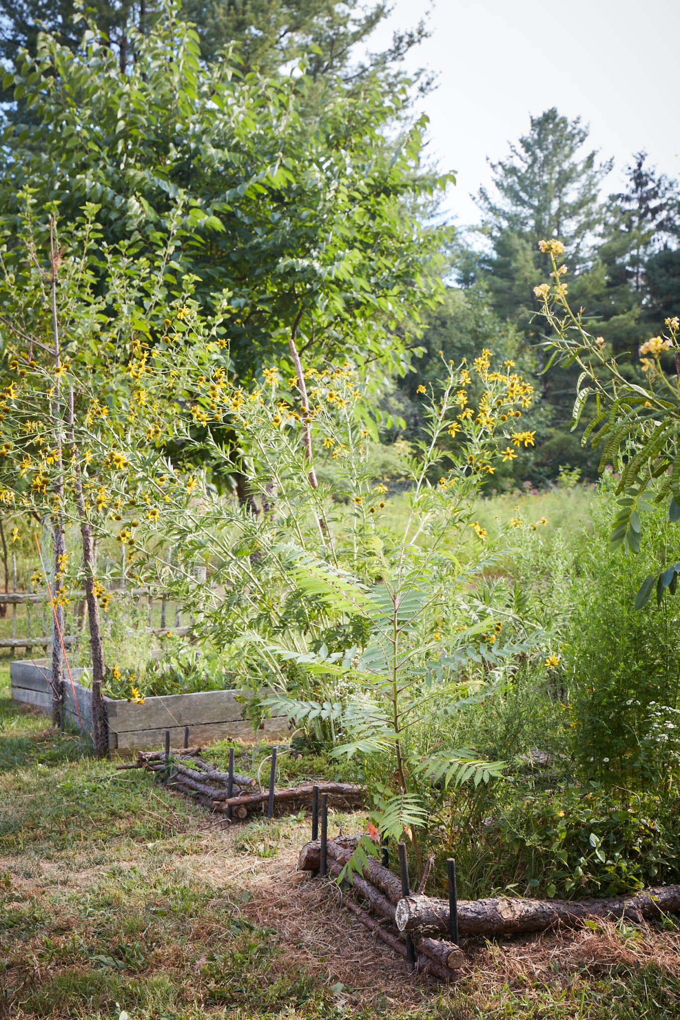 Tama Matsuoka Wong's 'Into the Weeds How to Garden Like a Forager'