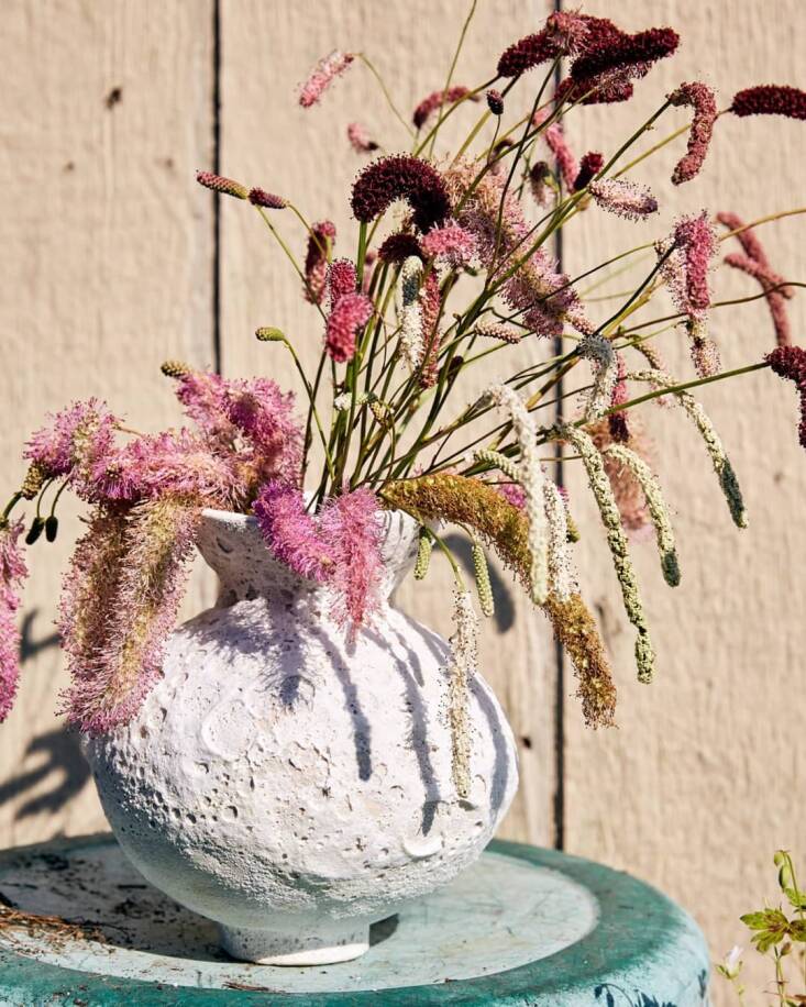 Cut Sanguisorba cultivars in a vase. Photograph by Phillip Huynh.