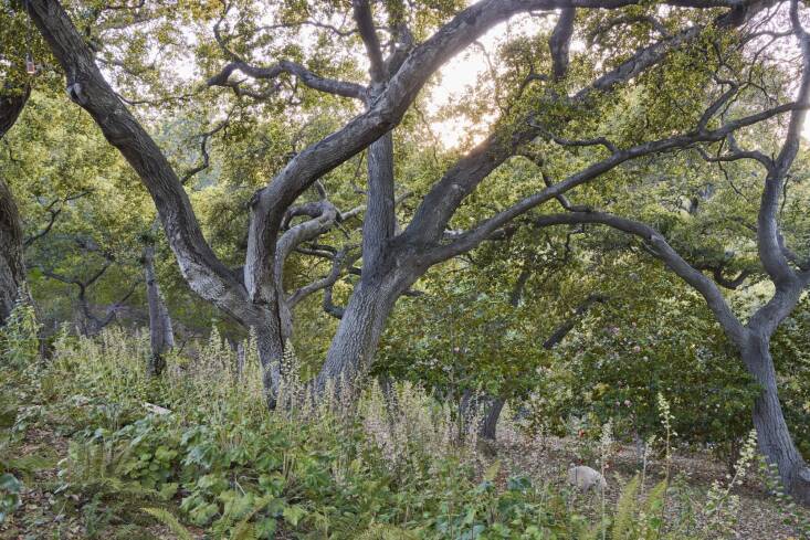 Coast live oak trees in an Iverness garden. Photograph by Caitlin Atkinson, courtesy of Terremoto.