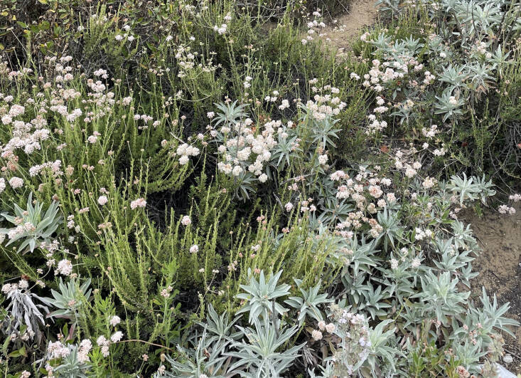The combination of white sage and buckwheat is on this list of \1\1 Favorite Native Plant Combinations.