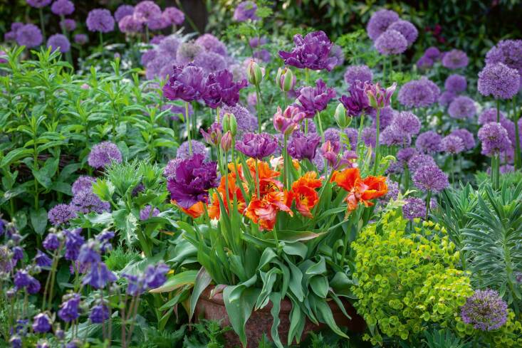 This pot features tulips ‘Muriel’ as the Bride, ‘Nightrider’ as the Bridesmaid, and ‘Orange Favorite’ as the all-important color-contrasting Gatecrasher. Photo by Jonathan Buckley.
