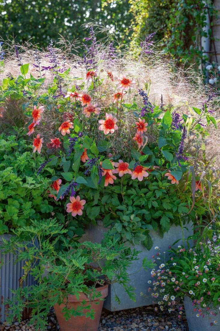 Dahlia ‘Totally Tangerine’ with Salvia ‘Amistad’ and Panicum elegans ‘Frosted Explosion’ syn. Agrostis ‘Fibre Optics’ syn. Panicum capillare ‘Sparkling Fountain’ in a metal container. Erigeron karvinskianus grows in the terracotta pot.