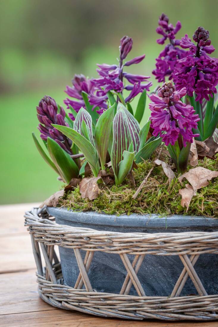 A table arrangement of Hyacinth &#8\2\16;Woodstock&#8\2\17; and Tulipa &#8\2\16;Queen Ingrid&#8\2\17; in a shallow bowl with moss.