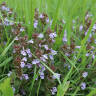 Raid Your Lawn for Your New Favorite Herb: Ground Ivy
