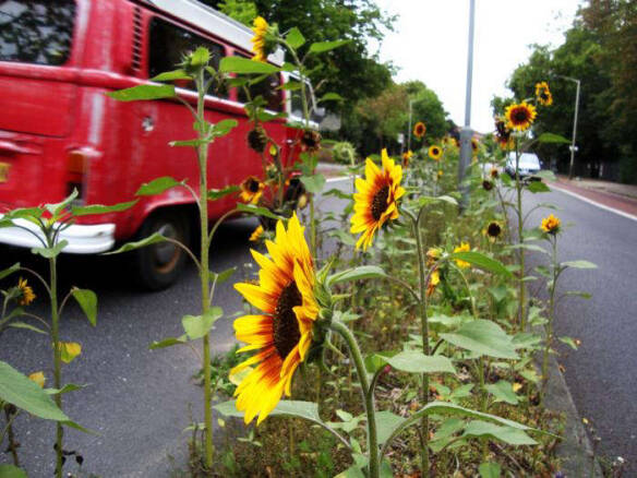 Spread the Seed: International Sunflower Guerilla Garden Day Is Here