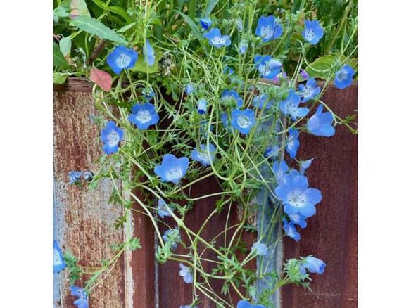 Nemophila menziesii, Baby-Blue-Eyes