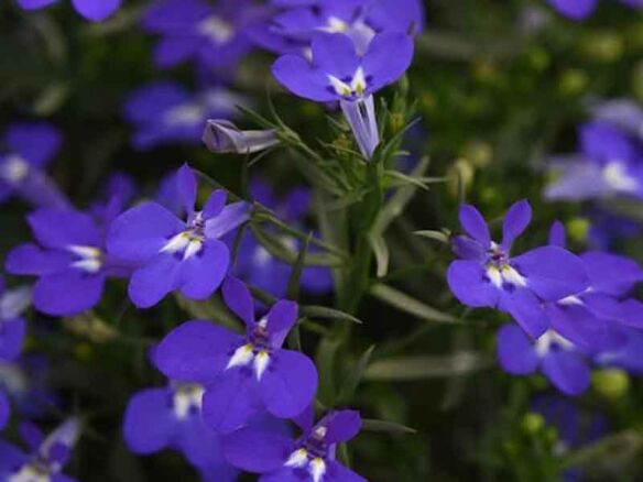 Lobelia Magadi Compact Dark Blue