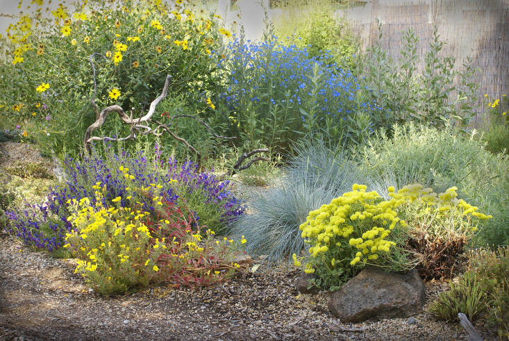 Blue flax happily mingling with coast sunflower, California fuchsia, Sulphur buckwheat, California sun cup, and