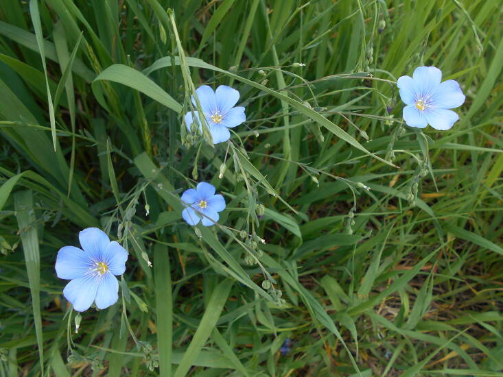 Its stems can look messy and leggy, so best to plant them en masse or crowd them next to tall grasses and wildflowers. Photograph by George Wesley and Bonita Dannells via Flickr.