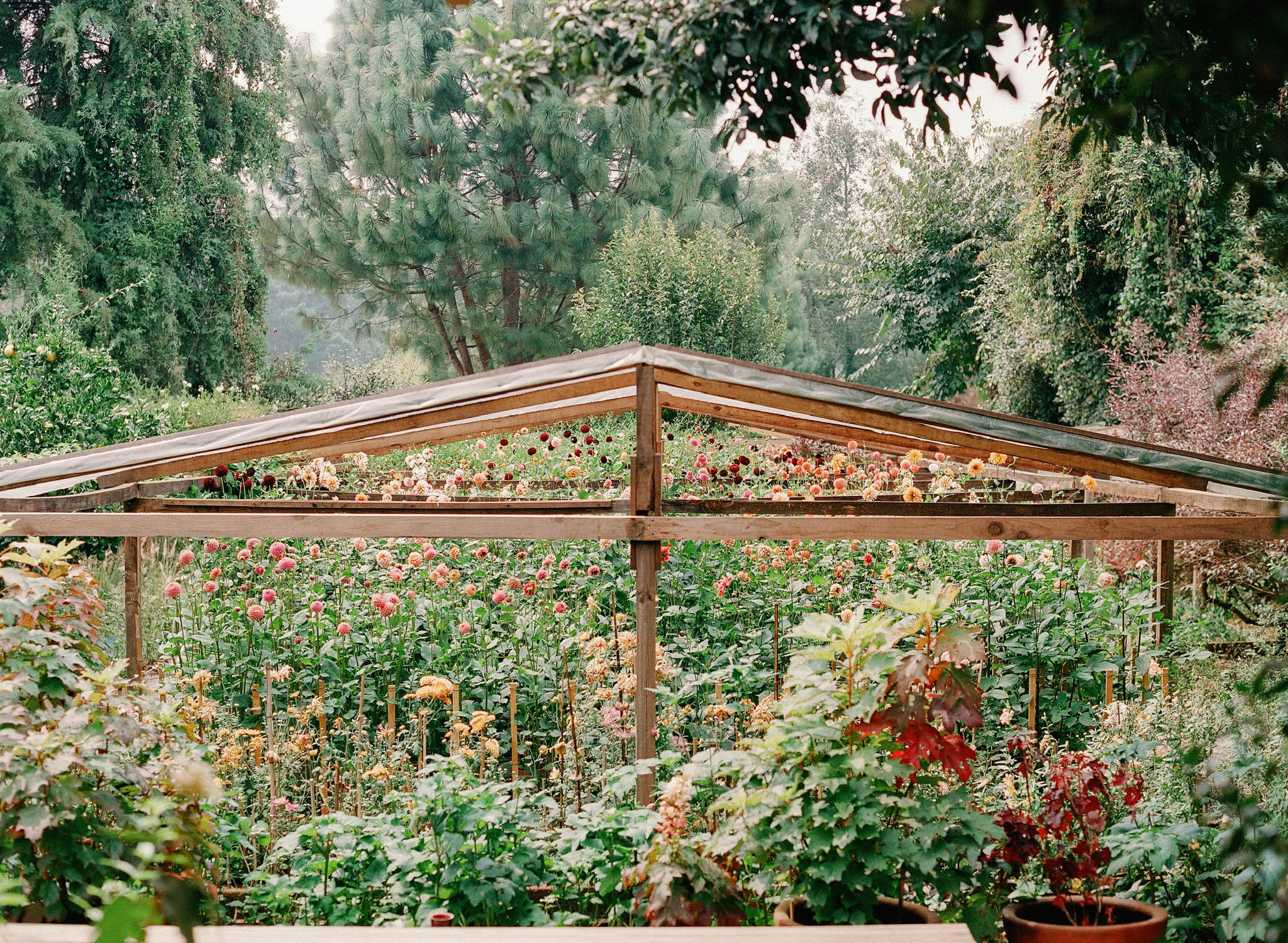 Gabriela Salazar’s Cut Flower Garden in Valle de Bravo, Mexico: The Floral Designer Gives Us a Tour