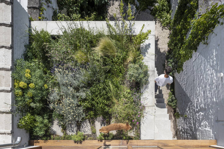 Planted on the green roof are ground covers, structural plants like euphorbia and curry plant, wild grasses, and a lot of flowers, including \2\20;asters because they bloom until late in October; Verbena bonariensis; Kniphofia as an eye-catcher; Eupatorium because of its height; Phlox because I love its silhouette in autumn,\2\2\1; says Kelly. And since the kitchen is nearby and on the same level as the green roof, they also grow wild herbs like allium and rosemary here.