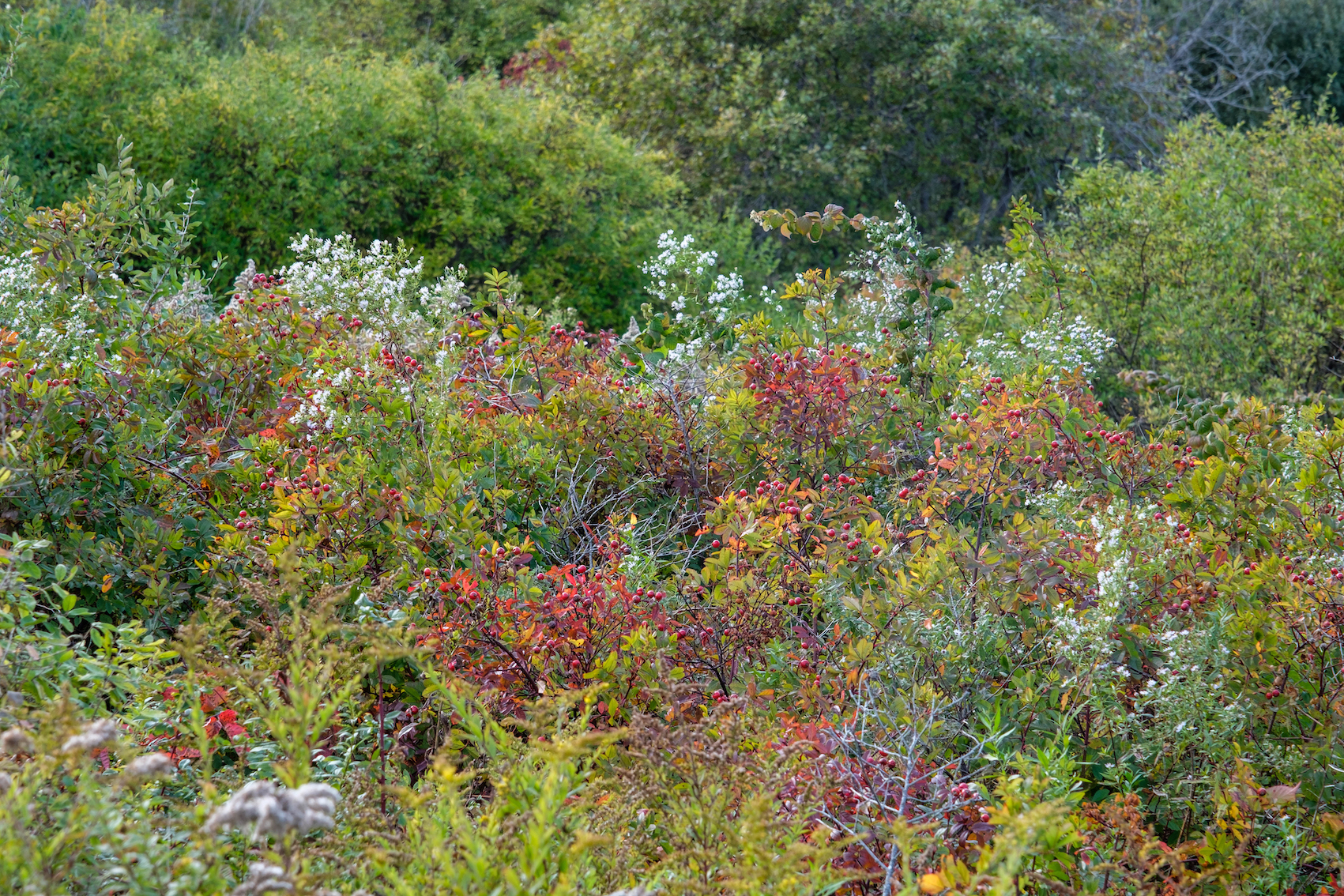 ‘Shrouded in Light’: A New Book by Kevin Williams and Michael Guidi Makes the Case for Shrubs