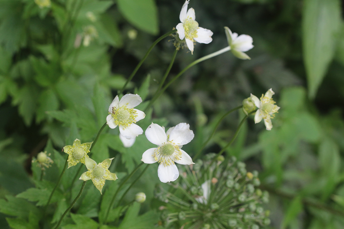 White Flowers: Our Favorite White Blooms to Bring a Garden to Life, Especially at Night