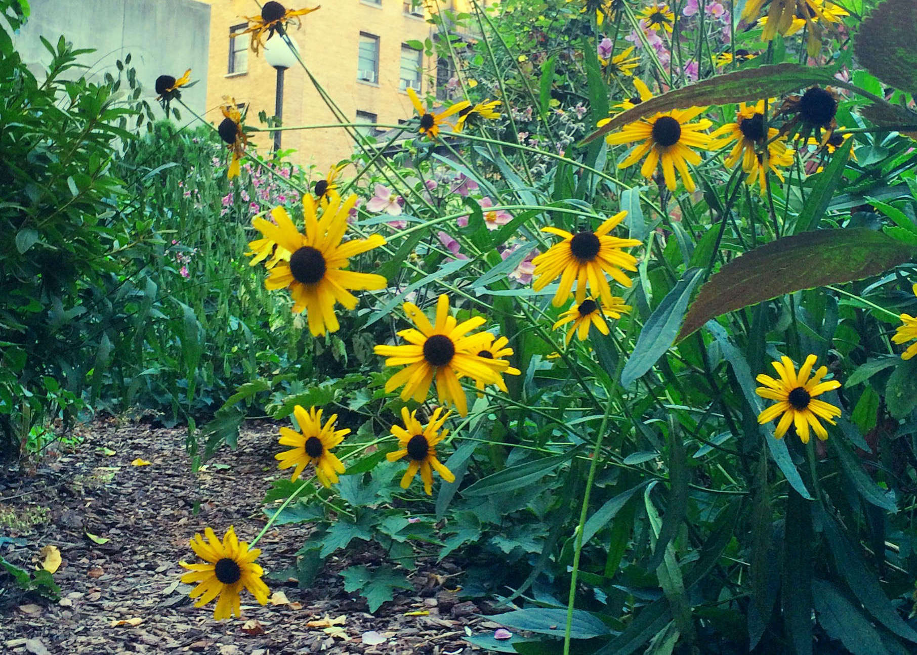 Ramial Mulch: Pros and Cons of Mulching with Ramial Wood Chips