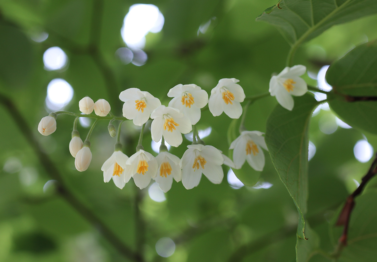 Fragrant Snowbell: A Shrub with Scented Flowers that Make a Delicious Cordial