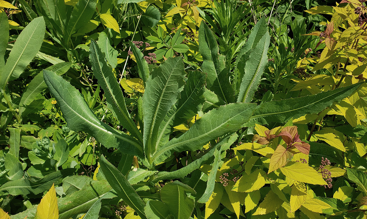 Wild Lettuce: A Delicious Foraged Vegetable that Makes an Outstanding Summer Soup