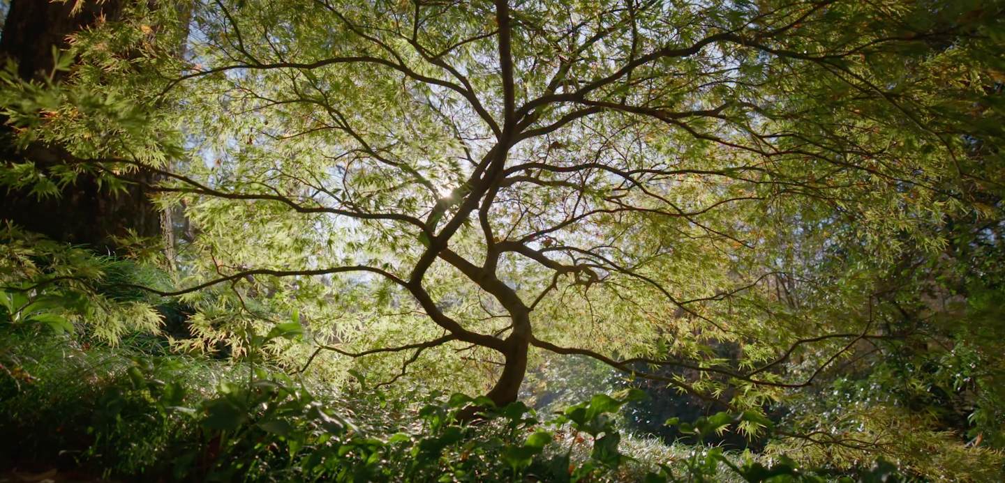 Louise Wrinkle: ‘A Garden in Conversation’ Is About the Landscape in Alabama that Inspired Her Gardening Journey