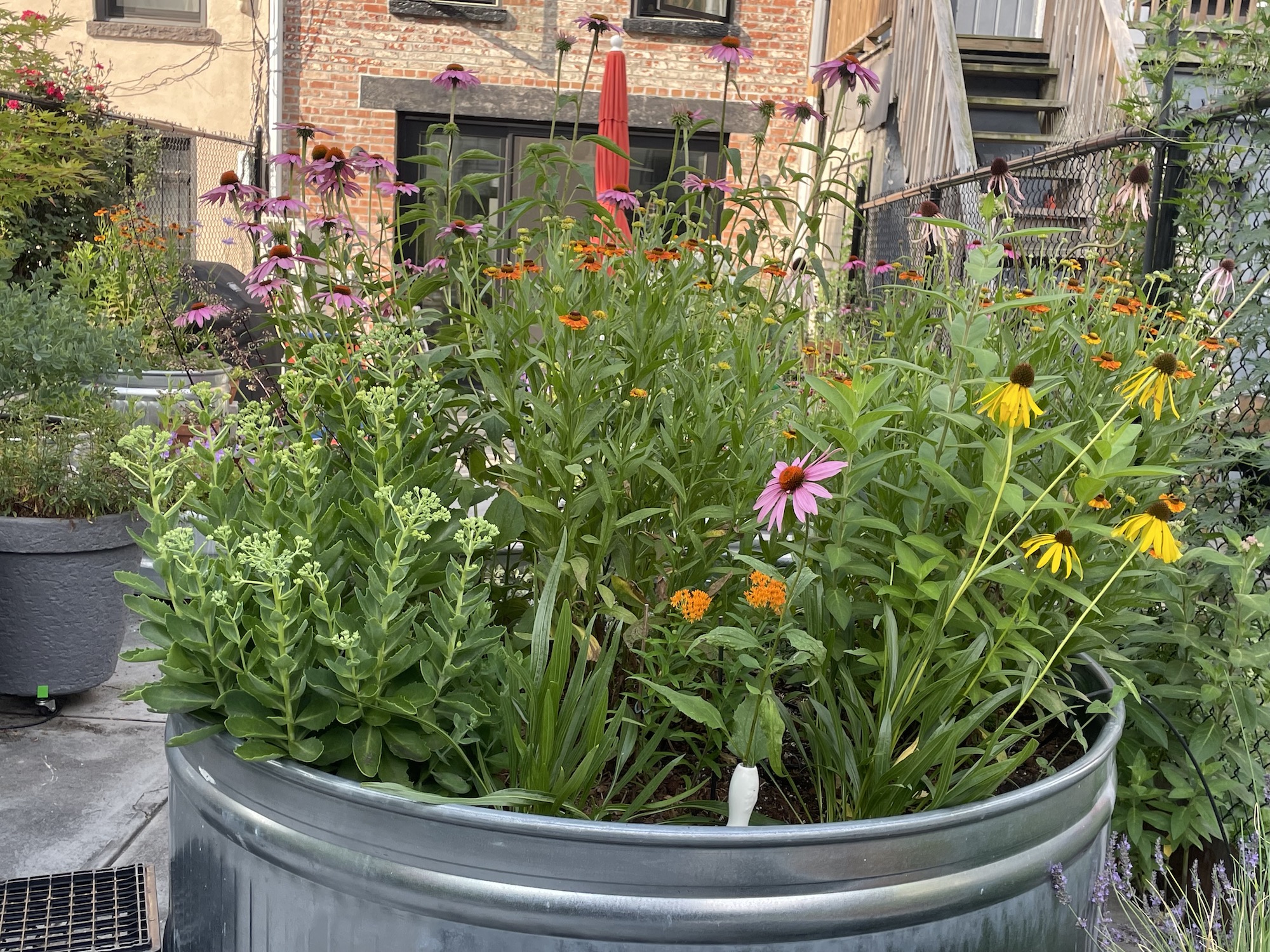 Pollinator Container Gardens: How to Plant a Pot that Will Attract  Beneficial Insects