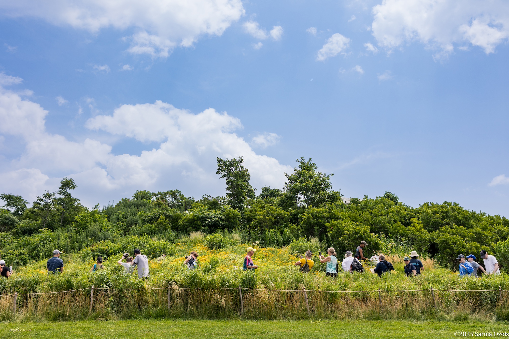 Andi Pettis Is Bringing Biodiversity As soon as extra on the Metropolis Island Andi Pettis Is Bringing Biodiversity As soon as extra on the Metropolis Island