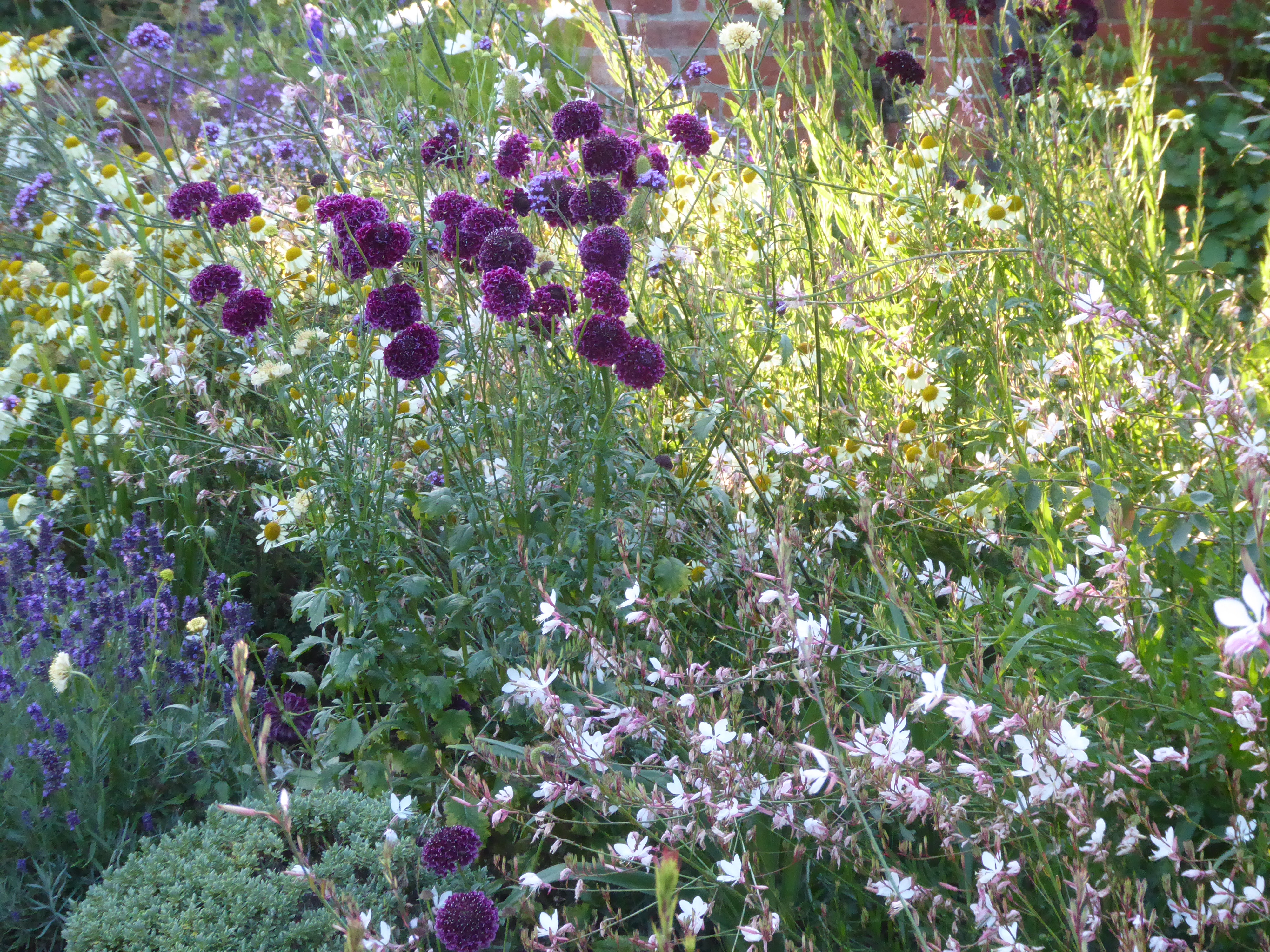 The Best Low-Maintenance Flowers for Your Garden: 8 Sun-Loving Favorites