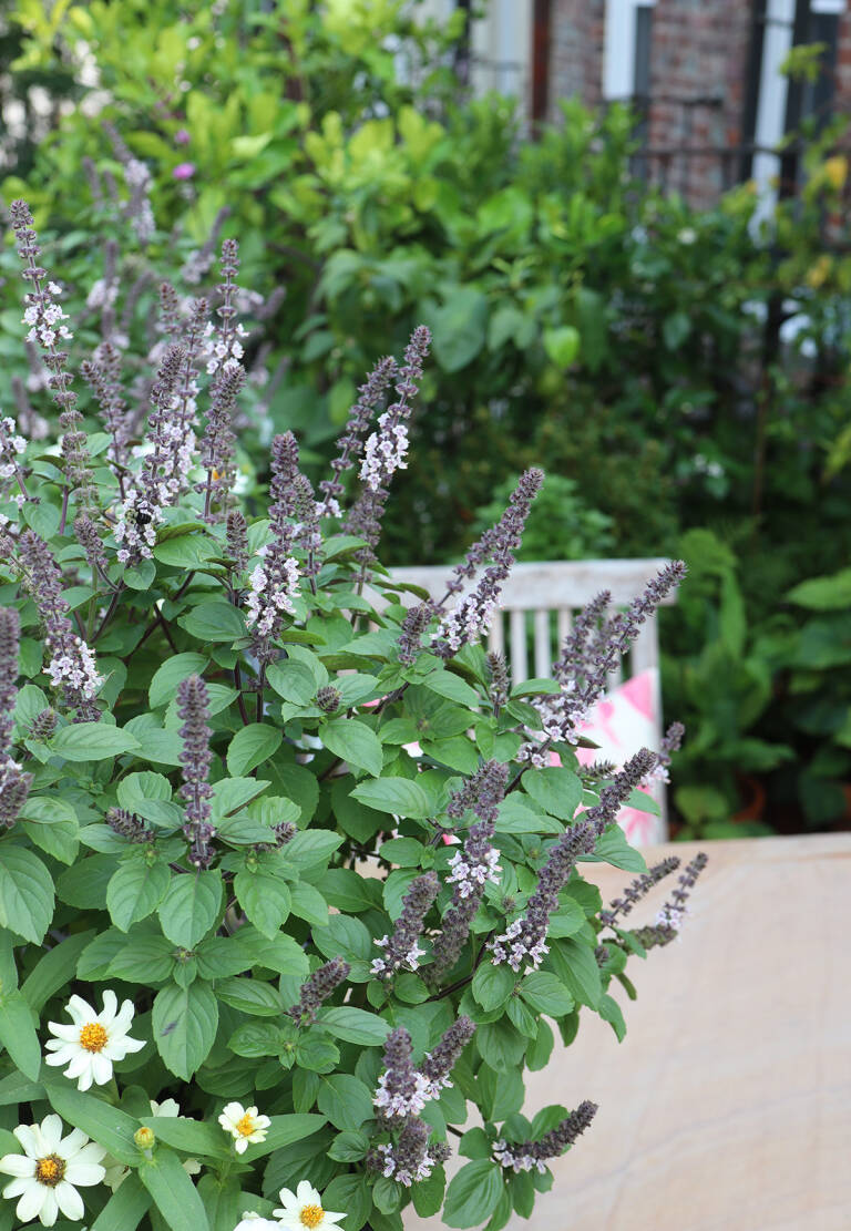 African Blue Basil LongBlooming and Beloved by Pollinators