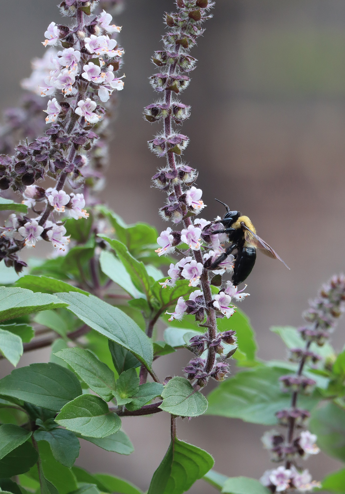 African Blue Basil: Long-Blooming and Beloved by Pollinators