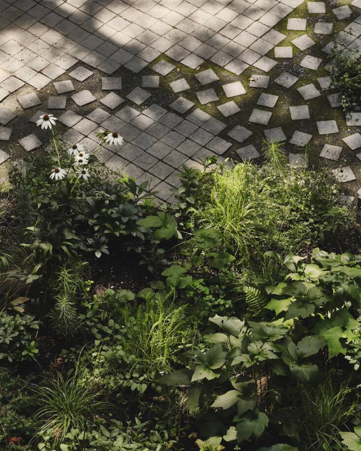 Nishiel\2\17;s favorite part of the project? The black basalt cobble pavers with a \2\20;chipped edge.\2\2\1; \2\20;The infill between them is Organic-Lock, a stabilized crushed stone, which was a bit of an experiment that worked really well. The cobbles were selected to evoke the repeating concept of the square found in the house’s design. The pavers within the paths are scattered loosely through crushed stone, fading naturally into the plants, so that they appear more organic and less structured. Additionally, the connections are intentionally made to be somewhat indirect, coaxing the users to move in varied ways between the house and all the exterior spaces.\2\2\1; Plants pictured: Yarrow, Amsonia hubrichtii, Echinacea \2\16;White Swan\2\17;, Nepeta \2\16;White Cloud\2\17;, Anemone x hybrida \2\16;Honorine Jobert\2\17;.