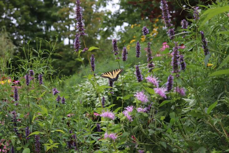 In her dad\2\17;s Connecticut garden, Monarda fistulosa, Agastache \2\16;Black Adder\2\17;, and Pycnanthemum muricum in bloom. Photograph by Rebecca McMackin.