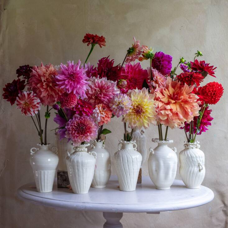 Dahlias from Frances